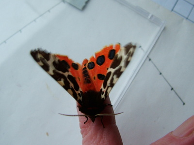 Garden Tiger